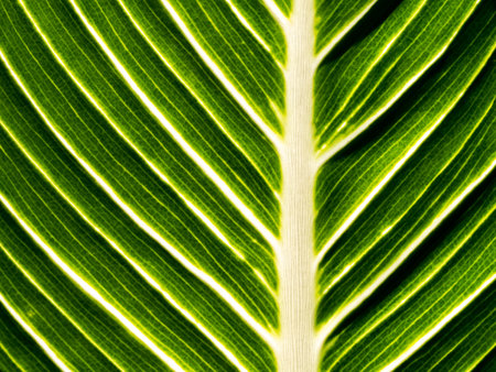 The Abstract of White Branch of The Leaf behind The Sun Light