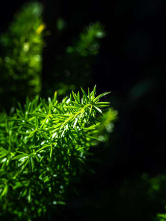 The Abstract of Pointed End of The Foxtail Fern Leaves in The Gardenの写真素材