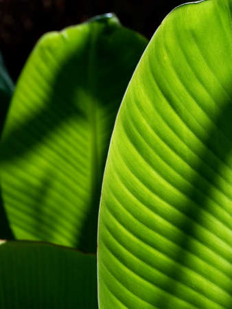 The Abstract of The Stripes Crystal Anthurium Leaf with Shadow behind The Leaf with Shadow