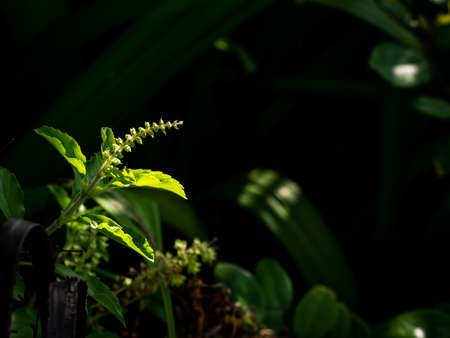 The Bunch of Dry Basil Flowers behind The Sun Lightの写真素材
