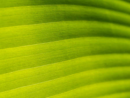 The Abstract of The Stripes Crystal Anthurium Leaf behind The Sun Light