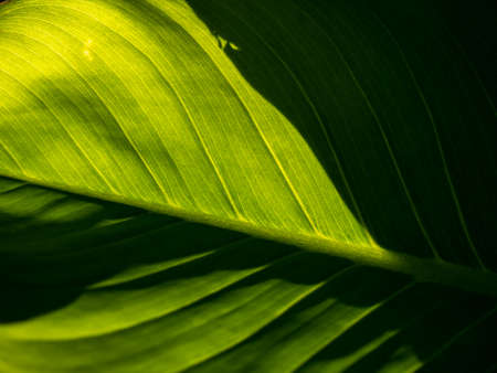 The Abstract of The Stripes Crystal Anthurium Leaf behind The Sun Light
