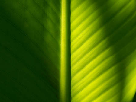 The Sun Light on The Banana Leaf in The Park