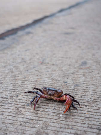 The Lonely Red Field Crab Walking on The Road beside The Carの写真素材
