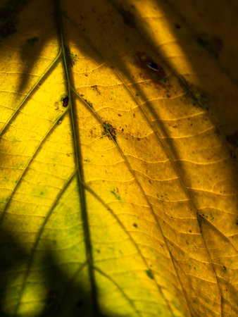The Abstract of Bright Decay Trak Leaf behind The Sun Lightの写真素材
