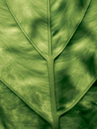 The Abstract of The Stripes Crystal Anthurium Leaf behind The Sun Light