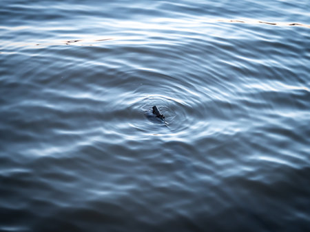 The Abstract of Bamboo Floating on The Water Waves Reflect The Colors of The Sky During Twilight in...
