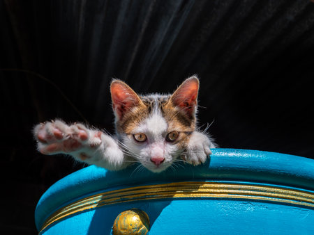 The Playful Kitten Stretching Its Front legs on Blue Pot in The Dark Backgroundの写真素材
