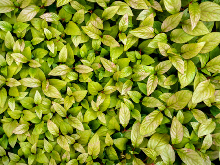 Green leaves background. Top view of green leaves background. Green leaves texture.