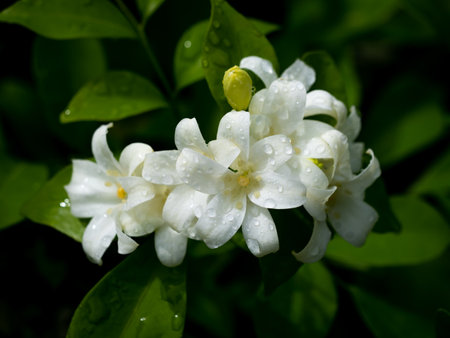 The Bunch of Orange Jessamine Flowers Blooming in The Rain Season , Dark Backgroundの写真素材
