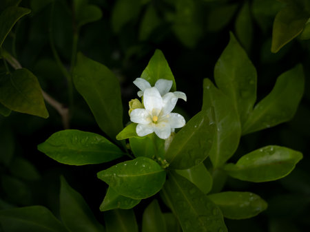 The Orange Jessamine Flowers Blooming in The Rain Season , Dark Backgroundの写真素材