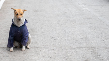 The Dog in a Blue Shirt Waiting for Someone on The Street , with a Copy Space on The Rightの写真素材