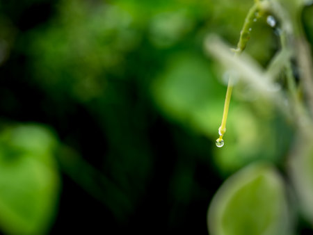 Water drop on green leaf with bokeh background and copy space.の写真素材