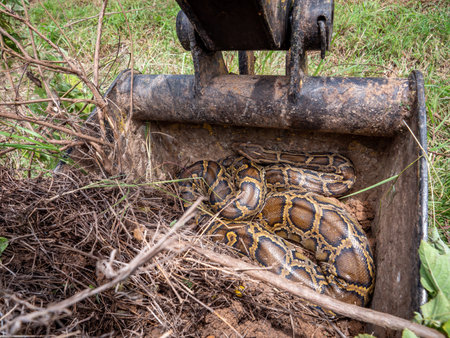 Python reticulatus (Python reticulatus) is a species of python found mainly in Thailand.