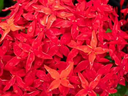 Red Ixora coccinea flower with rain drops in garden