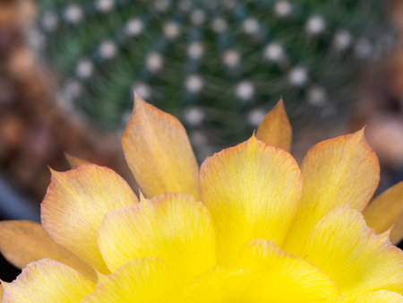 The Yellow Petals in The Yellow Cactus Flower Blooming in The Potの写真素材