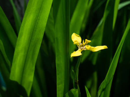 Beautiful yellow iris flower on a background of green leaves.