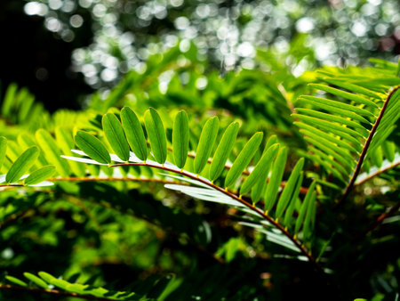 Close up of fern leaves, Thailand. (Selective focus)の写真素材