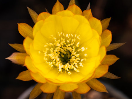 The Yellow Pollens in The Yellow Cactus Flower Blooming in The Potの写真素材