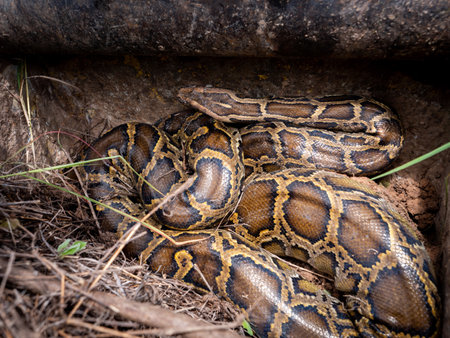The Python Lives in The Bucket of Backhoe in The Field