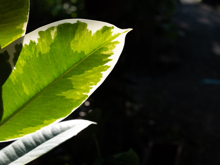 The Variegated Indian Rubber Leaves Growing behind The Dark Backgroundの写真素材