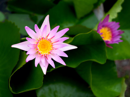 Pink lotus flower blooming in the pond with green leaf backgroundの写真素材