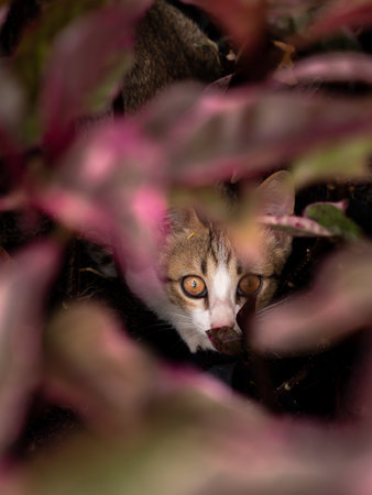 The White Gray Kitten Hiding in The Forest , Blurred Leaves in Foregroundの写真素材