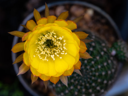The Yellow Pollens in The Yellow Cactus Flower Blooming in The Potの写真素材