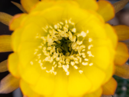 The Yellow Pollens in The Yellow Cactus Flower Blooming in The Potの写真素材
