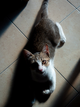 The Kitten Lying and Looking up at The Camera on The Tiled Floor