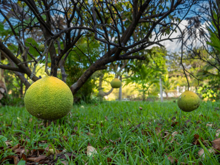 The Yellow Grapefruit Living and Hanging on The Dead Tree in The Garden