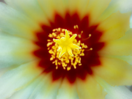 The Yellow Pollens Star in The Yellow Cactus Flower Blooming in The Potの写真素材