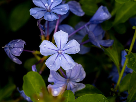 The Rain Drops of The Cape Leadwort Flowers Blooming in The Rain Seasonの写真素材