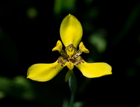 The Yellow Fan Iris Flower Blooming in The Middle of Frame behind The Dark Background