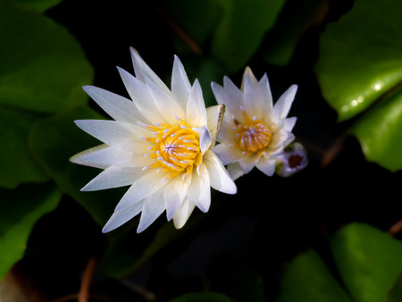 The Sightly Purple-white Lotus Flowers Blooming in The Rowの写真素材