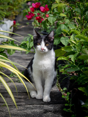 The Black and White Cat in The Garden , Blurred Flowers in Foregroundの写真素材