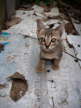 The Tabby Kitten Staring at The Camera in The Abandoned Placeの写真素材