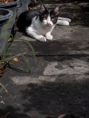 The Black and White Cat Lying in The Gardenの写真素材