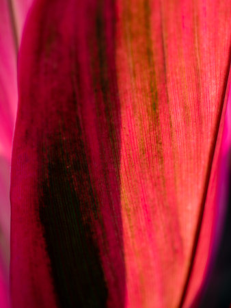 The Abstract of Blur of Red Leaf behind The Sun Lightの写真素材