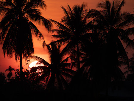 The Sun behind The Silhouette Coconuts Tree before Twilightの写真素材