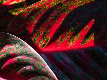 The Pattern of Red Aglaonema modestum Leaves behind The Sun Light