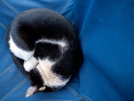 Black and White Cat Curled up on a Blue Fabric Chairの写真素材