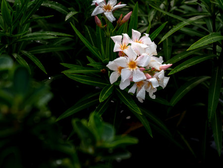 The Bouquet of White Oleander Flowers Blooming in The Rain