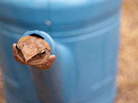 The Golden Tree Frog is Leaving The Hole, Front Viewの写真素材