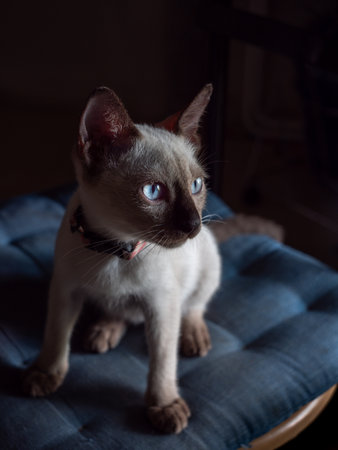 The Siamese Cat Sitting on The Blue Cushion behind The Dark Background