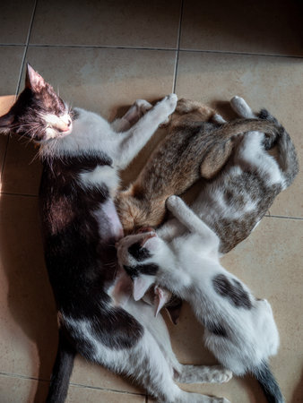 The Sun Shines on The Face of The Mother Cat with Three Kitties on The Tile Floor