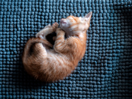 The Yellow Kitten Sleeps and Postures Resemble Shrimp on The Blue Carpetの写真素材