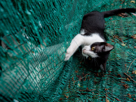 The Abstract White-brown Kitty Sitting inside The Green Shading Net and Black and White Kitty...
