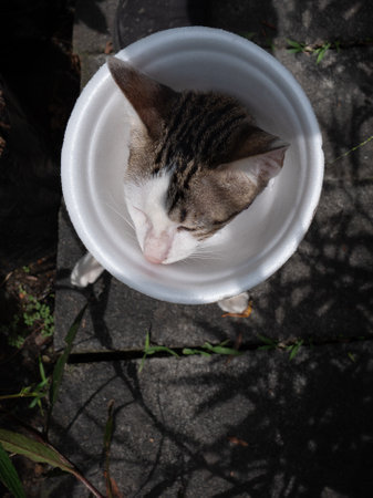 The White-Brown Cat Wearing a White Head Shield because of It just had Surgery Walking in The Garden , Bird Eye Viewの写真素材