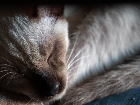 The Siamese Cat Sleeping on The Blue Cushion behind The Dark Backgroundの写真素材